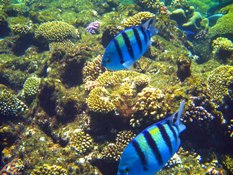 (M)ein Unterwasser Foto von Sharm el-Sheikh