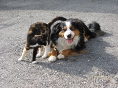 Hund und Katze im Zrcher Oberland